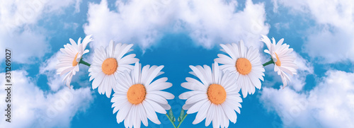 Amazing fantasy daisy flowers against sky with fluffy clouds on sunny day, eco environmental natural background, clean environment and pure air concept, wide panoramic nature banner