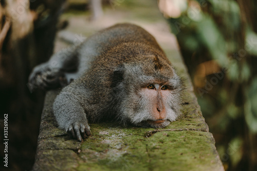 Long-tailed macaque (Macaca fascicularis) in Sacred Monkey Forest, Ubud, Indonesia