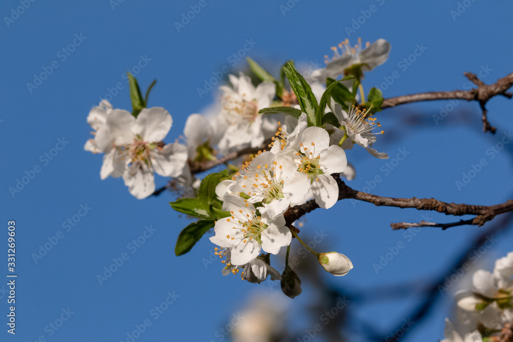 Bokeh of spring seasonal flower in jageshwar Bokeh of spring seasonal flower in jageshwar