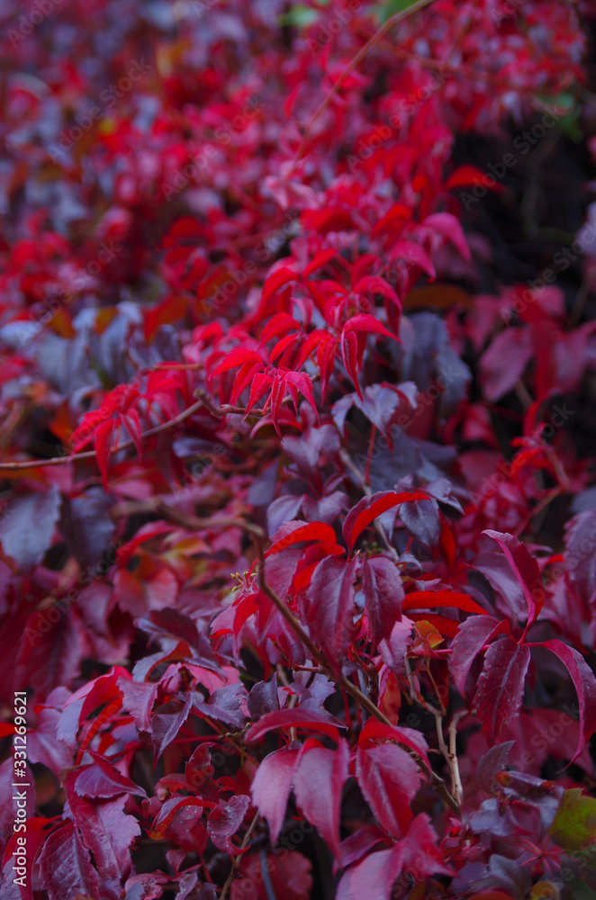 Red autumn leafs.