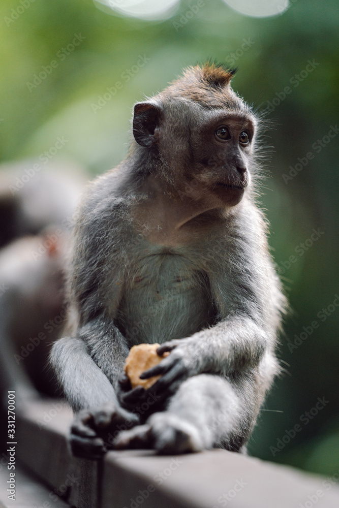 Long-tailed macaque (Macaca fascicularis) in Sacred Monkey Forest, Ubud, Indonesia Long-tailed macaque (Macaca fascicularis) in Sacred Monkey Forest, Ubud, Indonesia