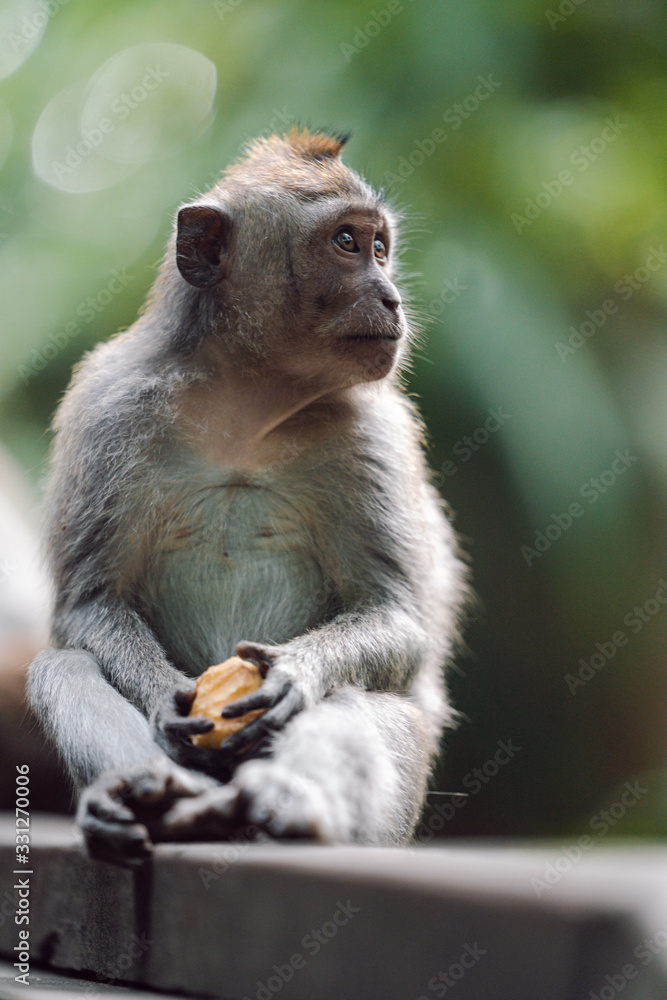 Long-tailed macaque (Macaca fascicularis) in Sacred Monkey Forest, Ubud, Indonesia Long-tailed macaque (Macaca fascicularis) in Sacred Monkey Forest, Ubud, Indonesia