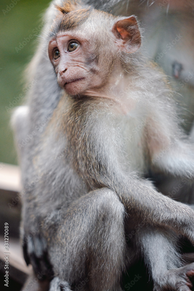 Long-tailed macaque (Macaca fascicularis) in Sacred Monkey Forest, Ubud, Indonesia