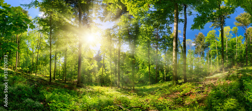 Scenic forest of deciduous trees, with blue sky and the bright sun illuminating the vibrant green foliage, panoramic view 