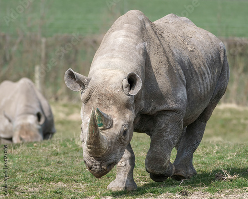 Black Rhinoceros or Hook-lipped Rhinoceros (Diceros bicornis)