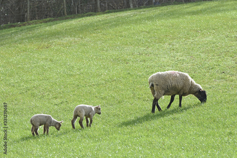 Fototapeta premium lambs and sheep in a field