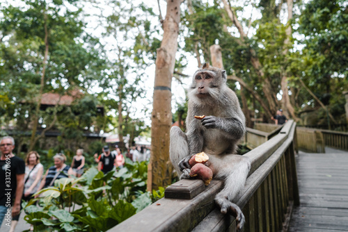 Long-tailed macaque (Macaca fascicularis) sitting on the fence and eating sweet potato in Sacred Monkey Forest, Ubud, Indonesia