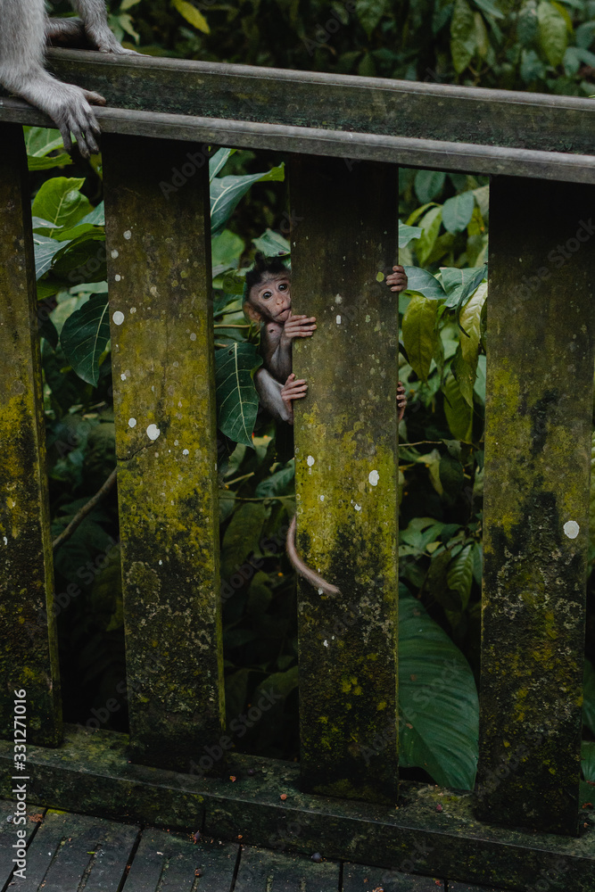 Long-tailed baby macaque in Sacred Monkey Forest in Ubud, Bali Long-tailed baby macaque in Sacred Monkey Forest in Ubud, Bali