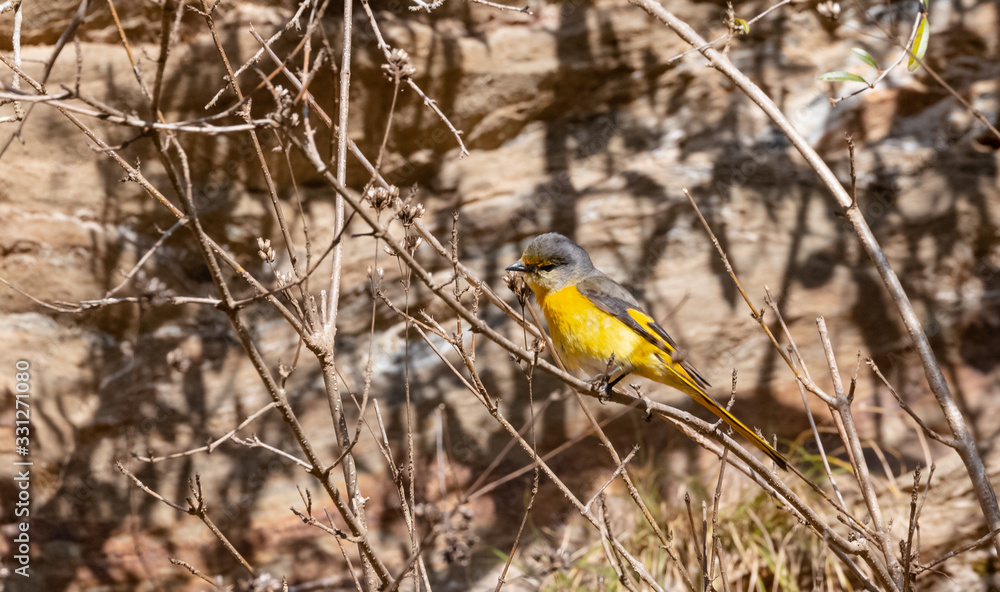 Colorful Minivet bird perching on tree at uttarakhand Colorful Minivet bird perching on tree at uttarakhand