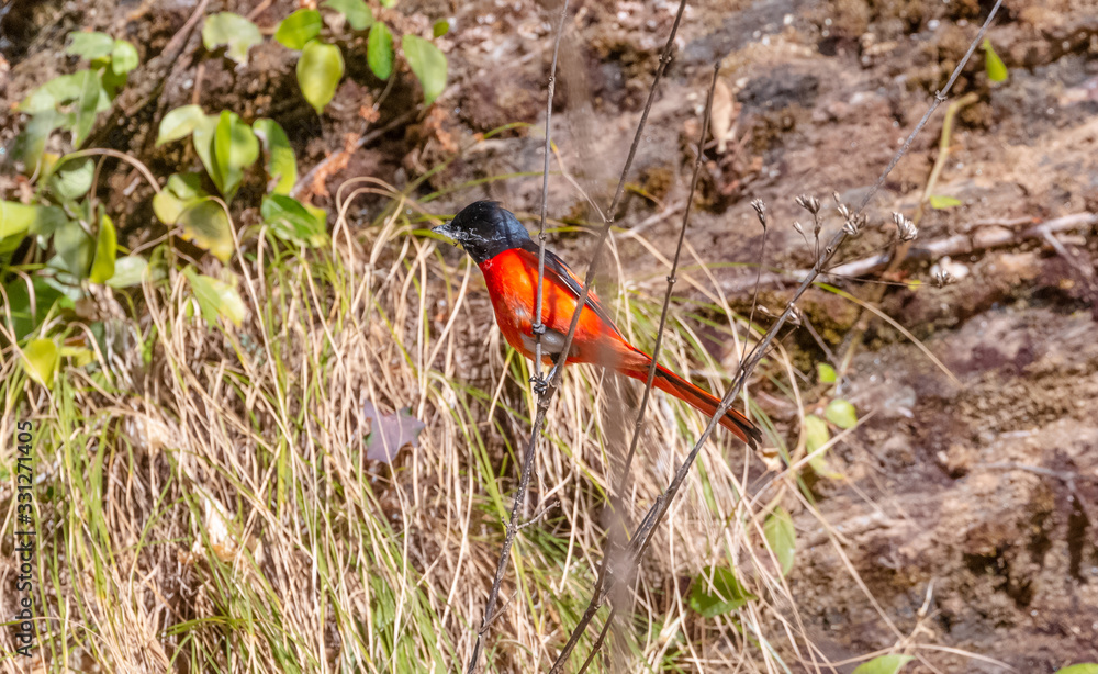 Colorful Minivet bird perching on tree at uttarakhand Colorful Minivet bird perching on tree at uttarakhand