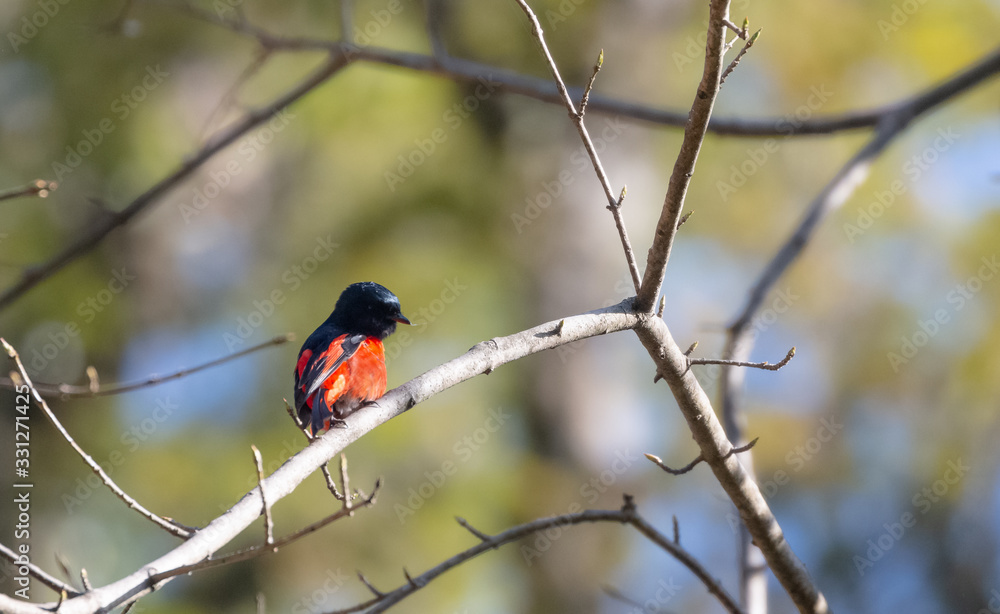 Colorful Minivet bird perching on tree at uttarakhand Colorful Minivet bird perching on tree at uttarakhand