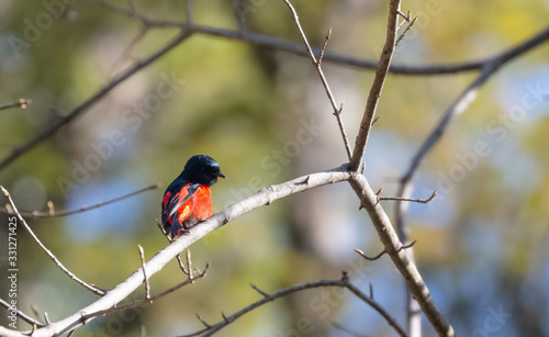 Colorful Minivet bird perching on tree at uttarakhand