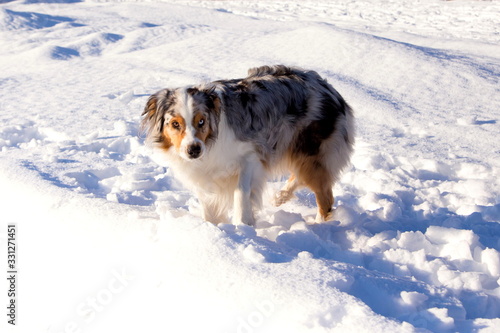 High angle view of odd-eyed merle Australian Shepherd with copper and white trim standing with alert expression in fresh snow during a sunny winter morning, Quebec City, Quebec, Canada