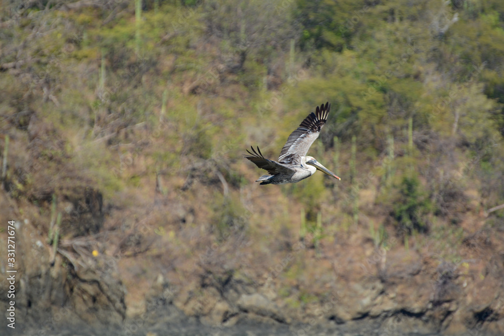 Obraz premium Playa del coco, pellicano