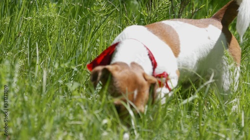 Tracking a dog with a red tie in the woods. A puppy with a wet face found food