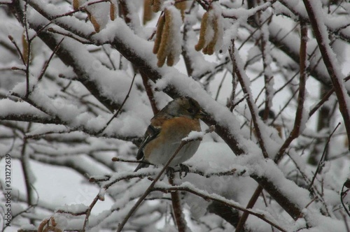 Redbreast Staring On A Branch In Winter