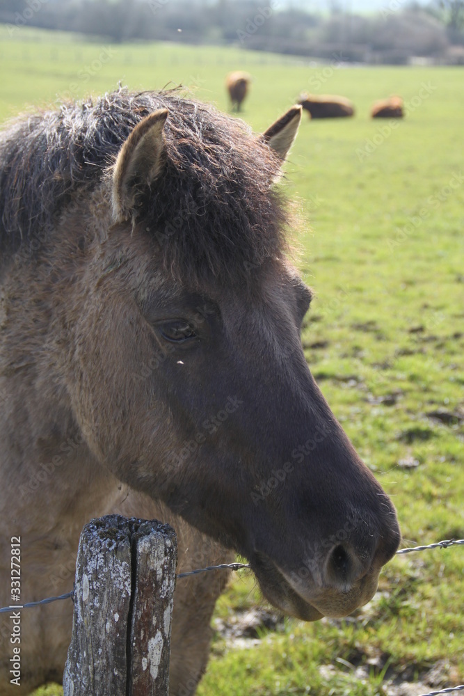 Tarpan european wild horse in the meadow Tarpan european wild horse in the meadow