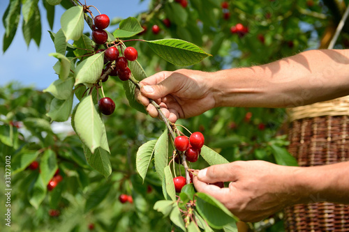 Cueillette cerises producteur vallée de Seine