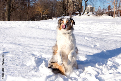Beautiful odd-eyed merle Australian Shepherd with copper and white trim sitting up in fresh snow and licking its muzzle during a sunny winter morning, Quebec City, Quebec, Canada