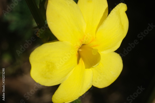 Yellow flower of winter jasmine. Macro photography of the petals of the winter flowering. Climbing. © MyVideoimage.com