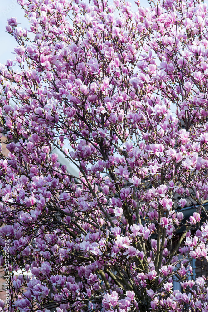 Magnolienblüten im Frühling