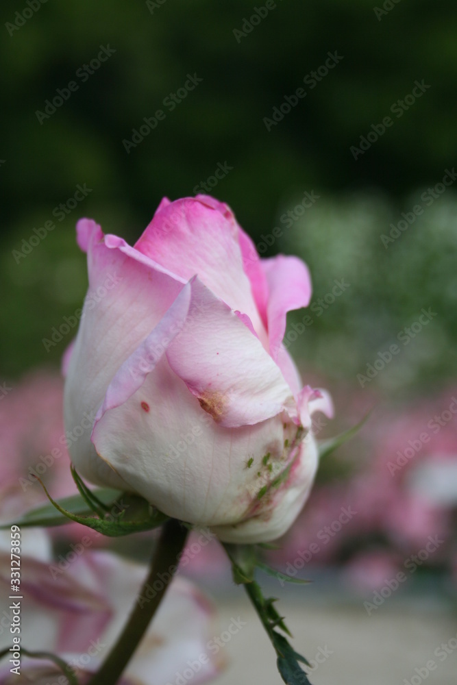 Rosa Rosa