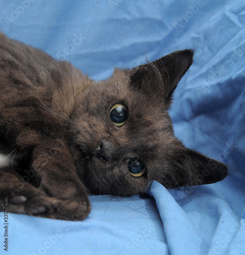 young black cat on a blue background photo