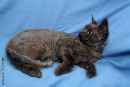 young black cat on a blue background photo