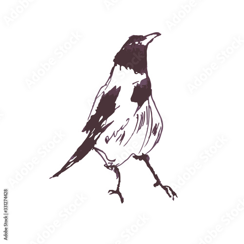 City crow drawn by hand in ink.