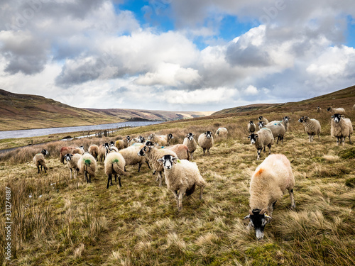 Swaledale sheep near a mountain and reservoir. Yorkshire Dales