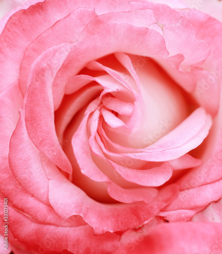 Rose flower. Pink rose  fragrant roses  closeup and poster.