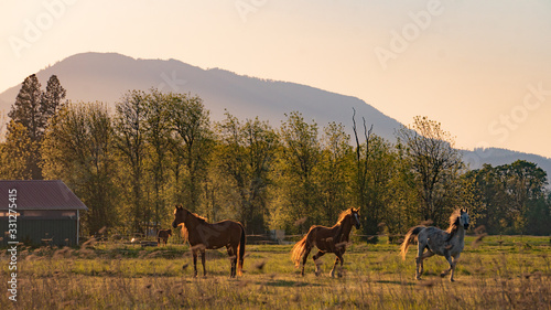 Horses by Mary s Peak