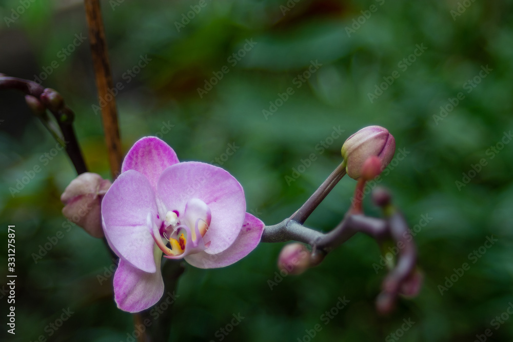 Fototapeta premium Purple orchid flower close-up on a green background with a branch and a bud