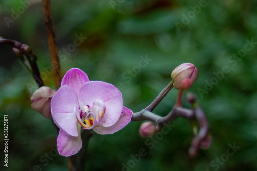 Purple orchid flower close-up on a green background with a branch and a bud photo