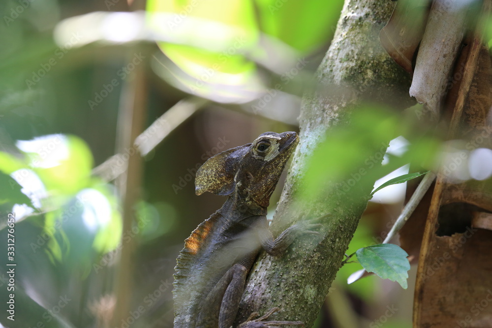  Brown basilisk lizard at Tortuguero park, Costa Rica