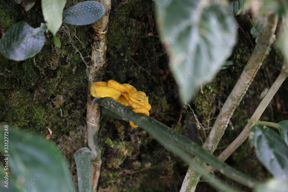 Fototapeta premium The eyelash palm pitviper at Tortuguero National Park, Costa Rica