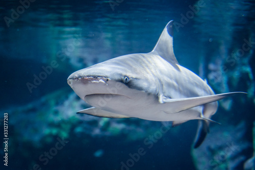 requin