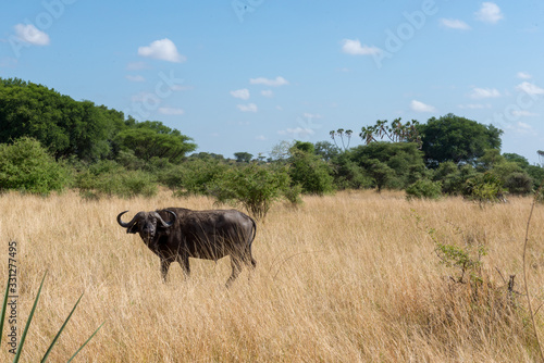 Photography buffalo