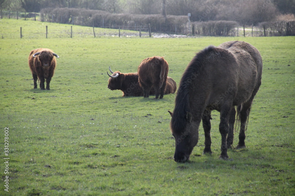 Highland cattle cow parent and child with a tarpan horse and stork