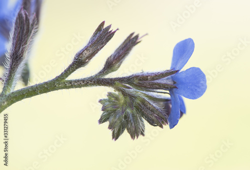 Fotografie Anchusa azurea garden anchusa or Italian bugloss beautiful shrub with lots of fl