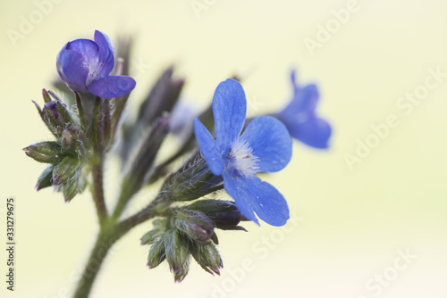 Obraz na płótnie Anchusa azurea garden anchusa or Italian bugloss beautiful shrub with lots of fl