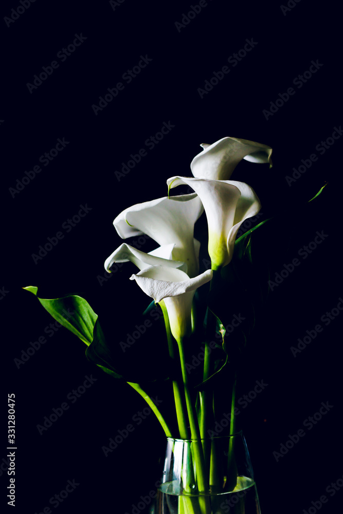 calla lilies on a black background silhouettes of flowers calla lilies on a black background silhouettes of flowers