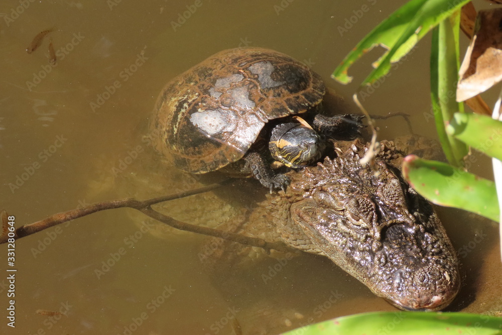 Obraz premium Alligator in pond