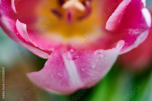 Fototapeta Naklejka Na Ścianę i Meble -  Red tulip flowers close up