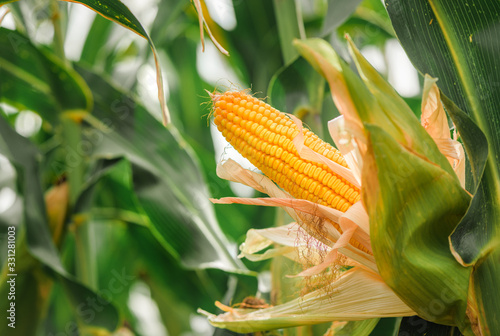 Fototapete Ear of corn in cultivated cornfield