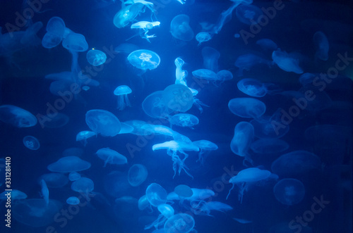 Lots of jelly fish with blue light