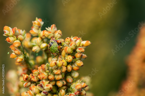 Stink bug insect on Sorghum bicolor crop in field