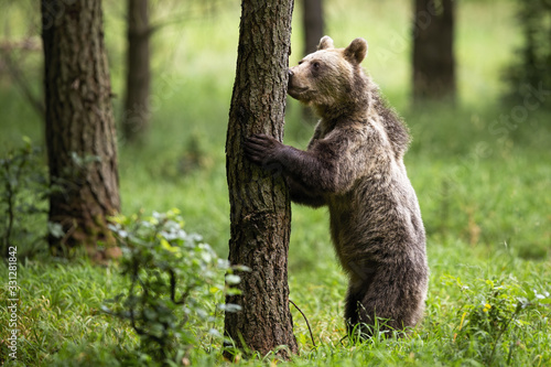 Interested brown bear, ursus arctos, standing on rear legs and sniffing a tree in summer forest. Wild Carpathian animal in green environment form side view with copy space