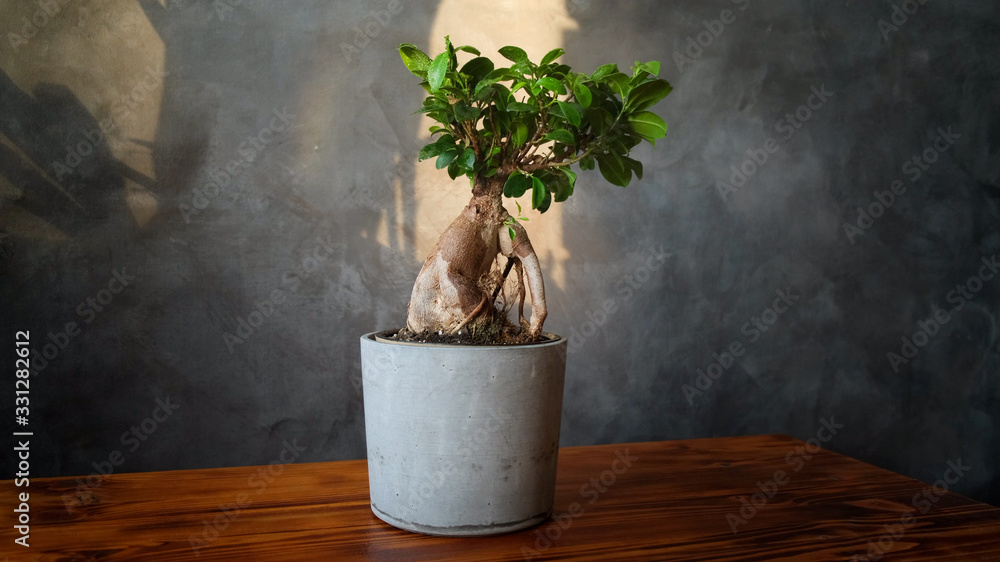 Houseplant in stylish pot on wooden table. Ficus ginseng mini bonsai tree.  Indoor plant, home gardening. 16x9 Stock Photo | Adobe Stock