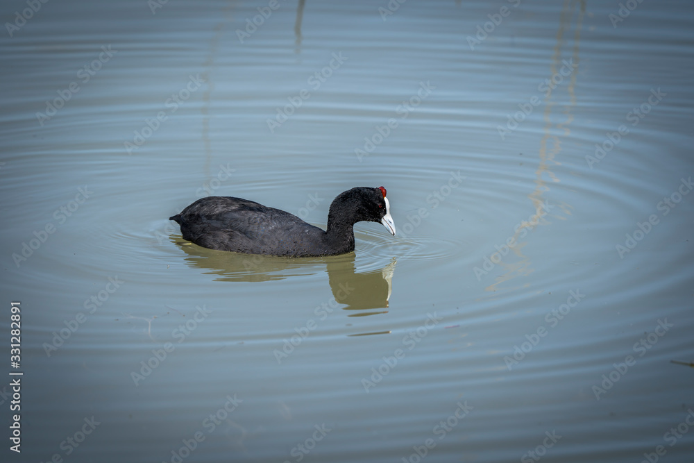 Φωτογραφία La focha moruna, ​ también conocida como focha cornuda y gallareta cornuda, es una especie de ave gruiforme de la familia Rallidae que habita en África y España
